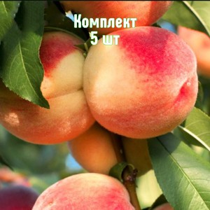 Комплект 5шт / Персик Ставропольский розовый