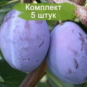 Саженцы средней фиолетовой сливы Президент -  комплект 5 шт.