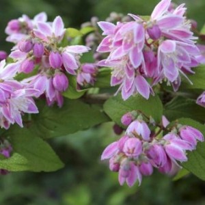 Саженец дейции Турбилон руж (Tourbillon Rouge)