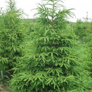 Саженец Ели Европейской 60-100 см