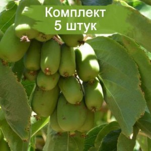 Саженцы актинидии женский Ранняя заря -  комплект 5 шт.