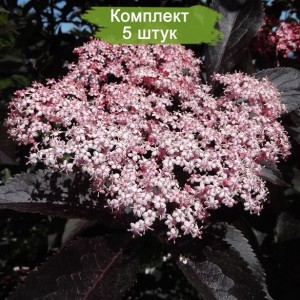 Саженцы бузины чёрной Гуинчо Перпл (Guincho Purple) -  комплект 5 шт.