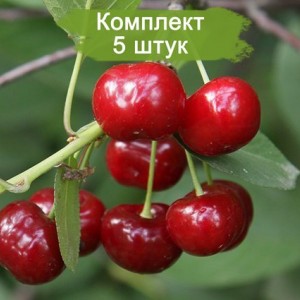 Саженцы черевишни Краса Севера -  комплект 5 шт.