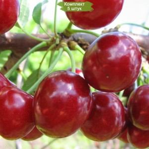 Саженцы черевишни Превосходная Веньяминова -  комплект 5 шт.