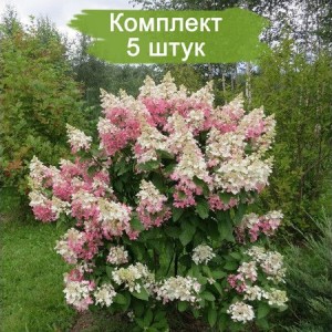Саженцы гортензии метельчатой Пинки Винки (Pinky Winky) -  комплект 5 шт.