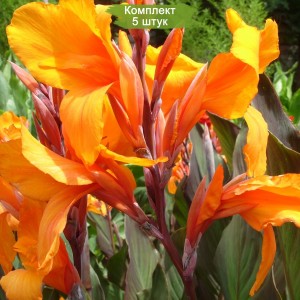 Клубни канны Крози -  комплект 5 шт.