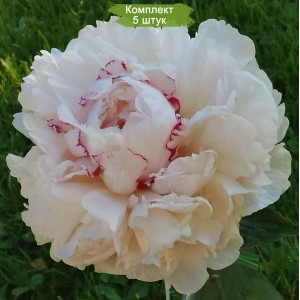 Саженцы пиона Rose Marie Lins (Роз Мари Линс ) -  комплект 5 шт.
