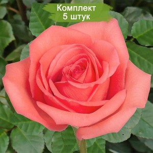 Саженцы чайно-гибридной розы Муви Стар (Movie Star) -  комплект 5 шт.