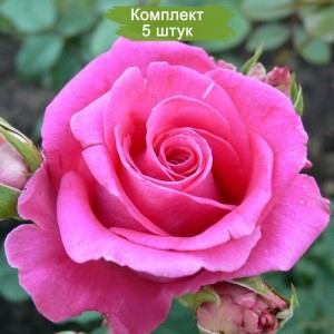 Саженцы чайно-гибридной розы Равель-2 (Ravel) -  комплект 5 шт.