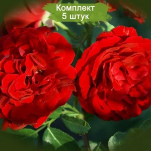 Саженцы плетистой розы Сантана (Santana) -  комплект 5 шт.