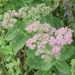 Саженец очитка Красноточечный