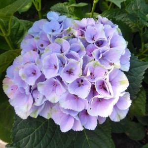 Саженец гортензии крупнолистной Мэджикал Опал (Magical Opal)