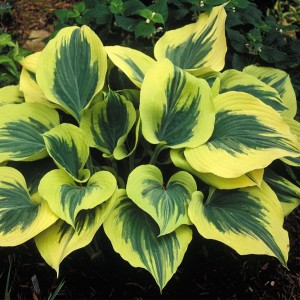 Саженец хосты Свобода (Liberty)