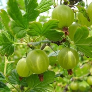 Саженец крыжовника Юбилейный