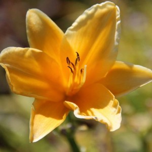 Саженец лилейника Атен (Aten)