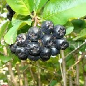 Сеянец рябины черной ( от 20 см.) 