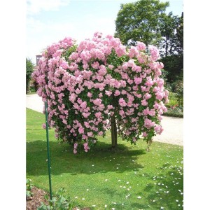 Саженец штамбовой розы Белла Вита (Bella Vita)