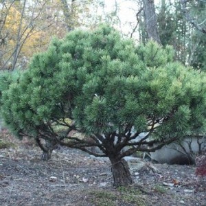 Саженец сосны Горной 100-150 см