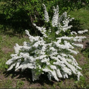 Саженец спиреи острозубчатой Аргута (Arguta)