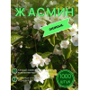 Жасмин / саженцы оптом 1000 шт