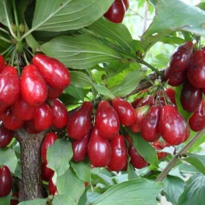 Саженец кизила Артемия