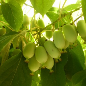 Саженец актинидии женской Незнакомка