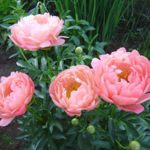 Саженец пиона Coral Charme (Корал чарм )